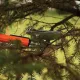 CUT TREE PRUNER PREMIUM