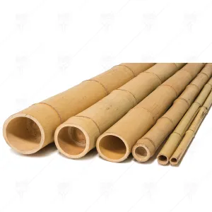 BAMBOO SEEDLINGS POLE 210cm &Oslash;12-14