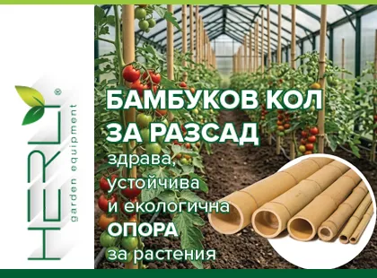 Бамбуков кол за разсад – здрава, устойчива и екологична опора за растения